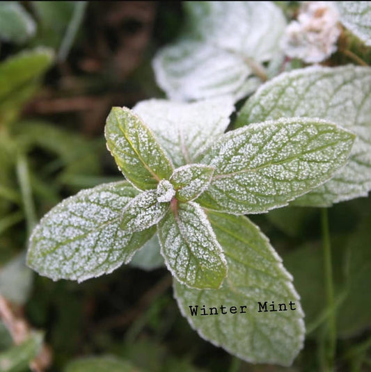 WINTER MINT CUTICLE OIL
