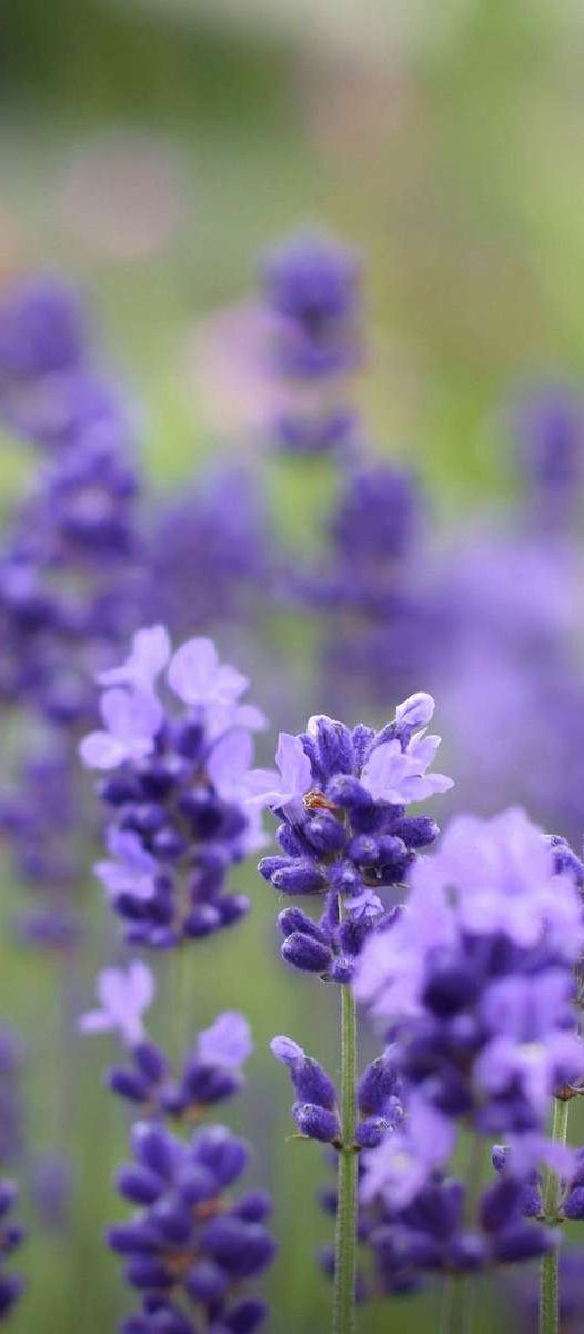 LULLING LAVENDER CUTICLE OIL