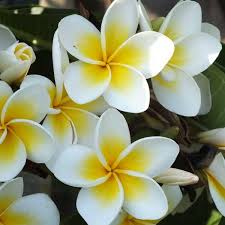 JASMINE CUTICLE OIL