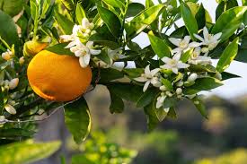 SUNSHINE CITRUS CUTICLE OIL